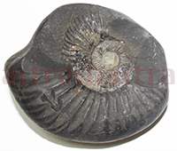 Shaligram 10723 110gm
